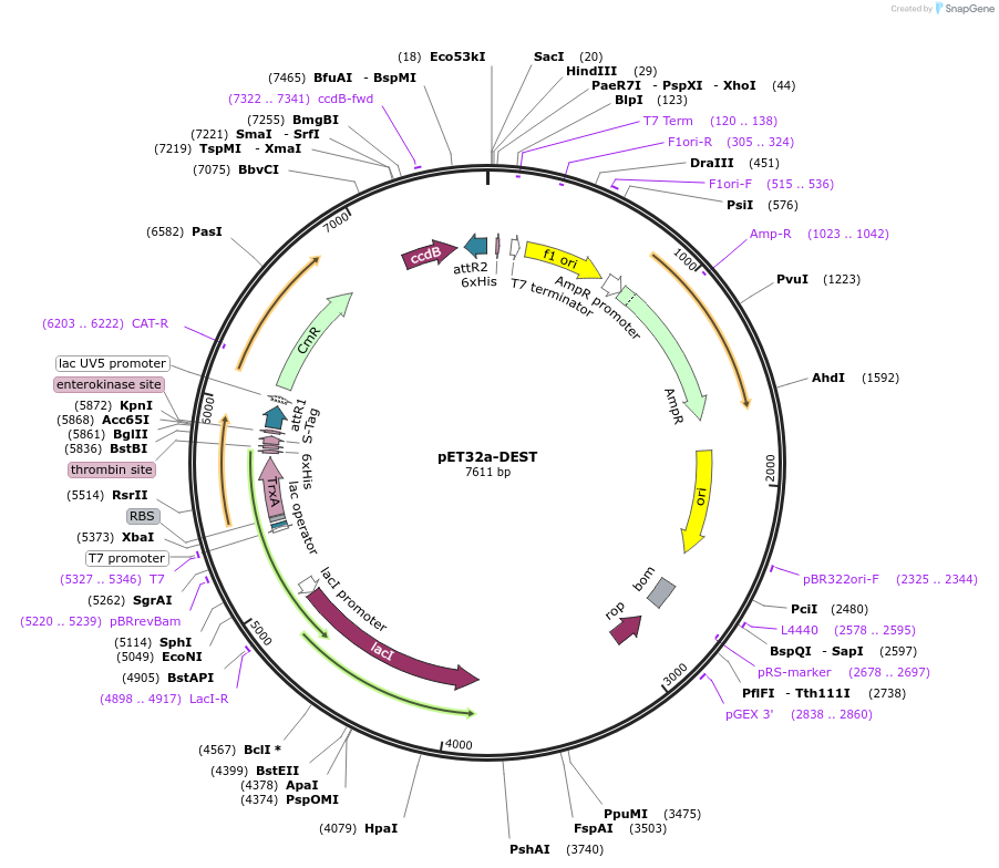 84652-plasmid-map-sequence-id-162124