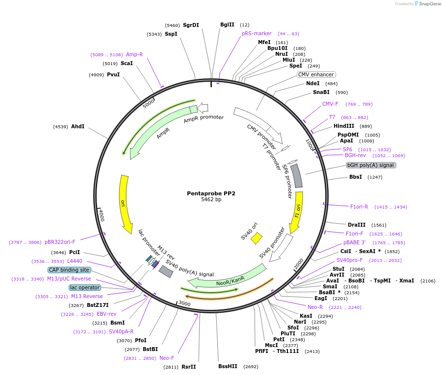 83327-plasmid-map-sequence-id-162190