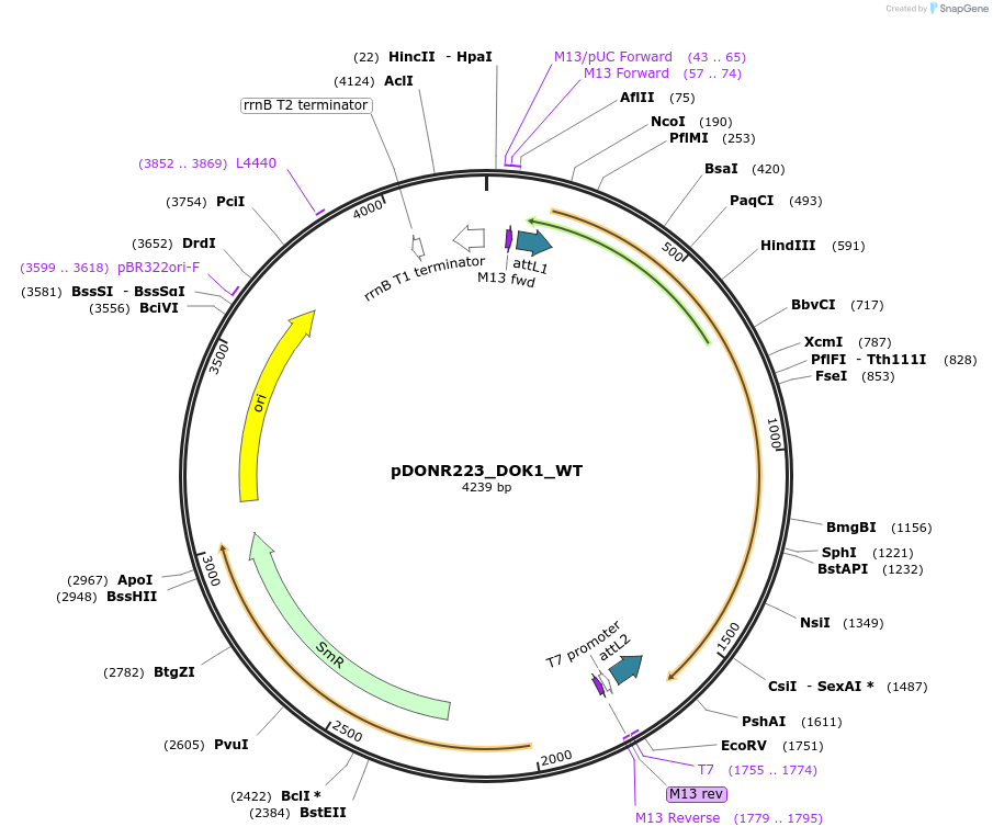 82884-plasmid-map-sequence-id-162203