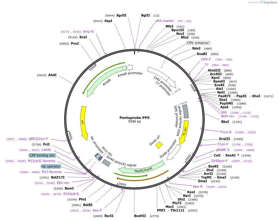 83330-plasmid-map-sequence-id-162210