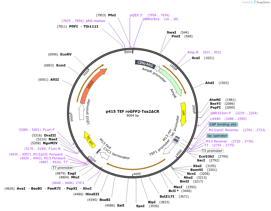 83238-plasmid-map-sequence-id-162218
