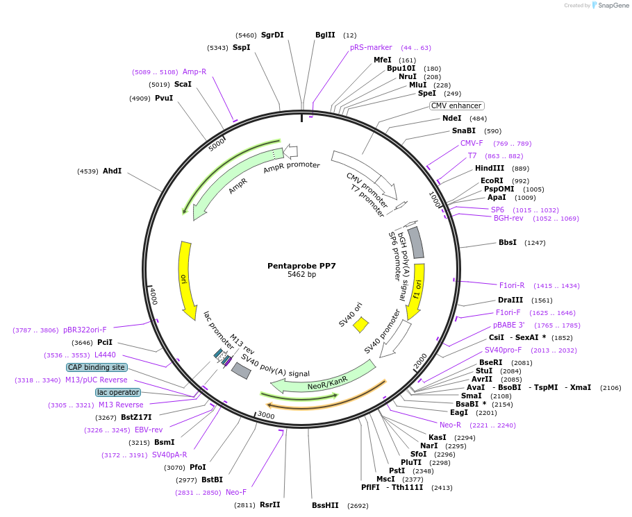 83332-plasmid-map-sequence-id-162228