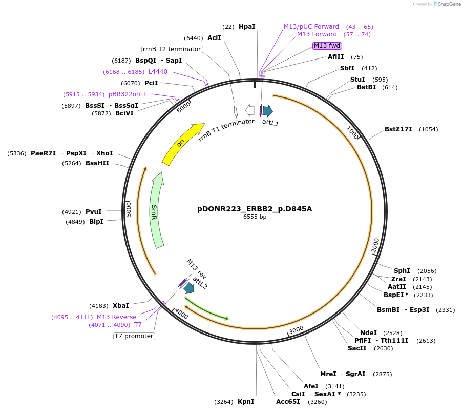 82905-plasmid-map-sequence-id-162238
