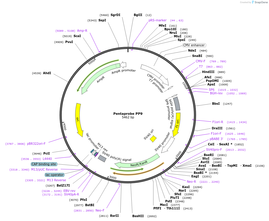 83334-plasmid-map-sequence-id-162243