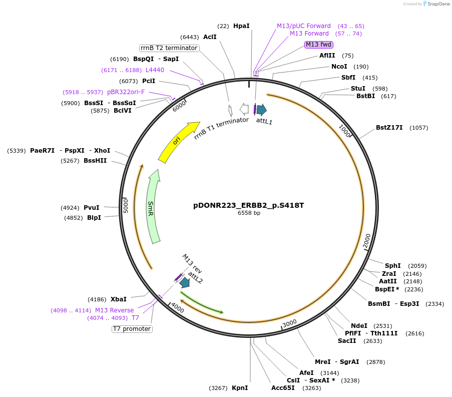 82859-plasmid-map-sequence-id-162244