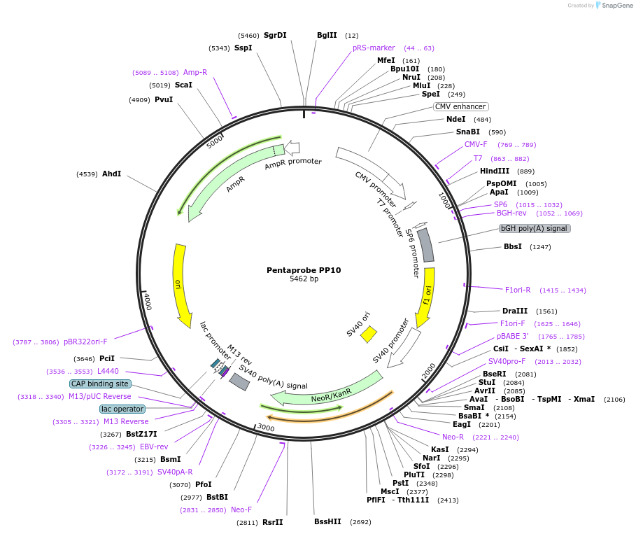 83335-plasmid-map-sequence-id-162247