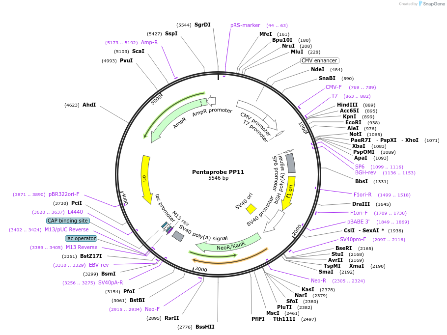 83336-plasmid-map-sequence-id-162251