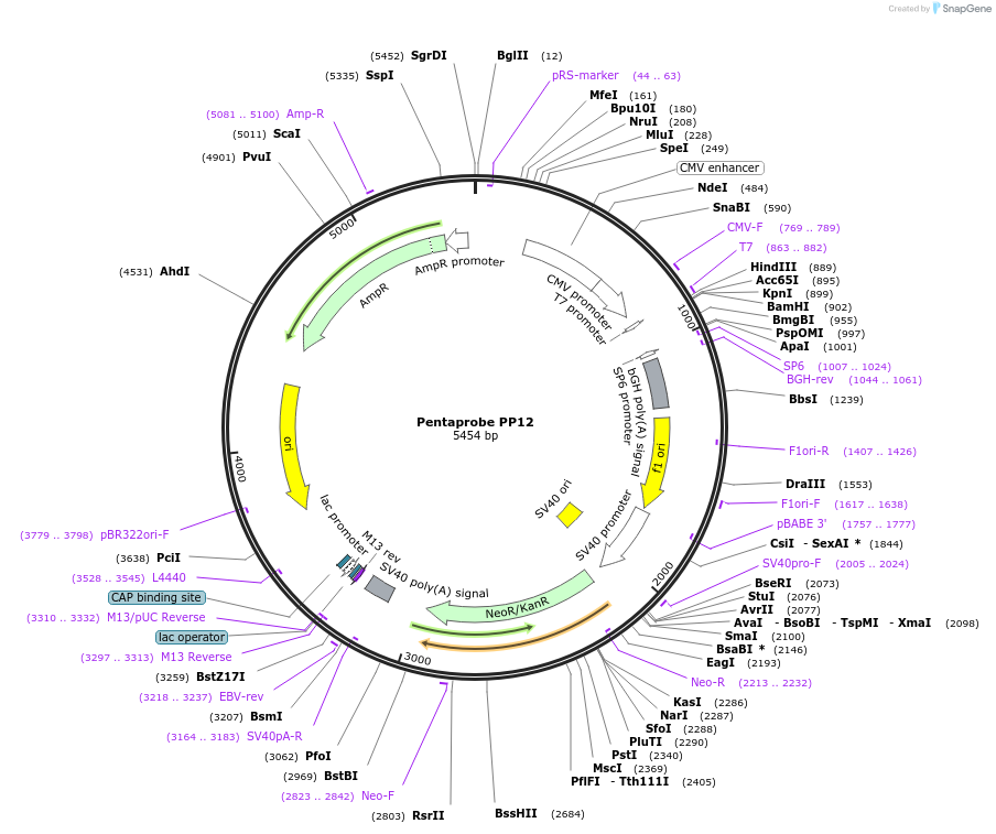 83337-plasmid-map-sequence-id-162259