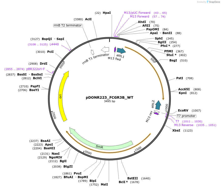 82896-plasmid-map-sequence-id-162261