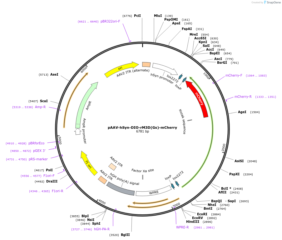 50458-plasmid-map-sequence-id-162264