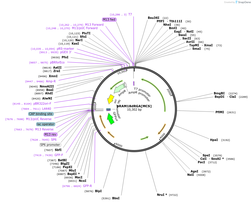 84683-plasmid-map-sequence-id-162269
