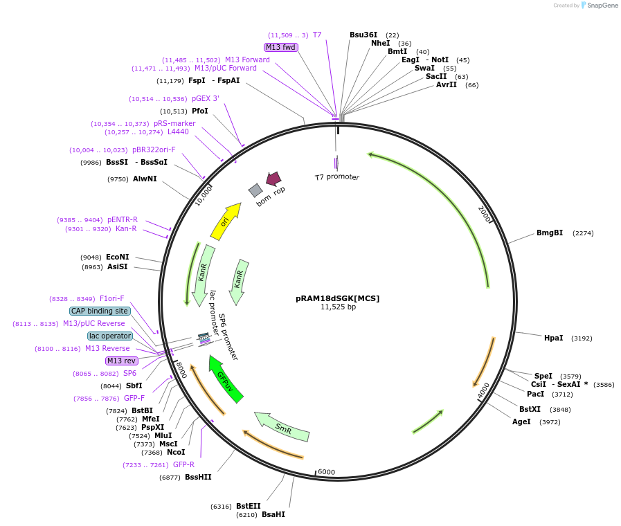 84684-plasmid-map-sequence-id-162270