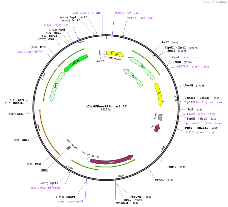84686-plasmid-map-sequence-id-162272