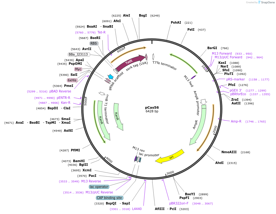 82394-plasmid-map-sequence-id-162297