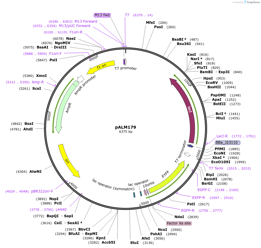 82023-plasmid-map-sequence-id-162300