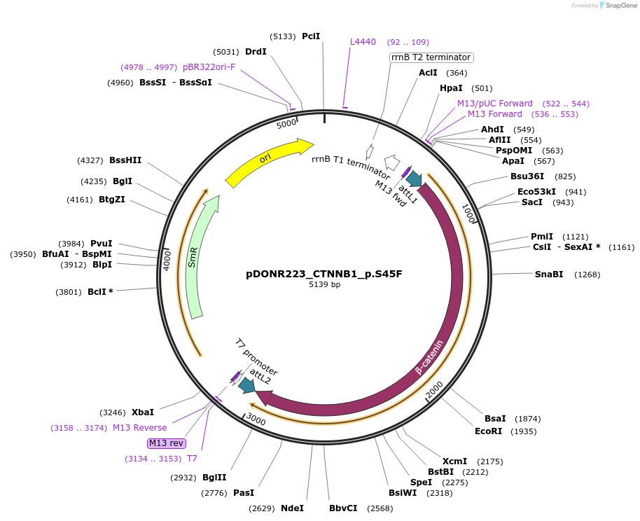 82821-plasmid-map-sequence-id-162302