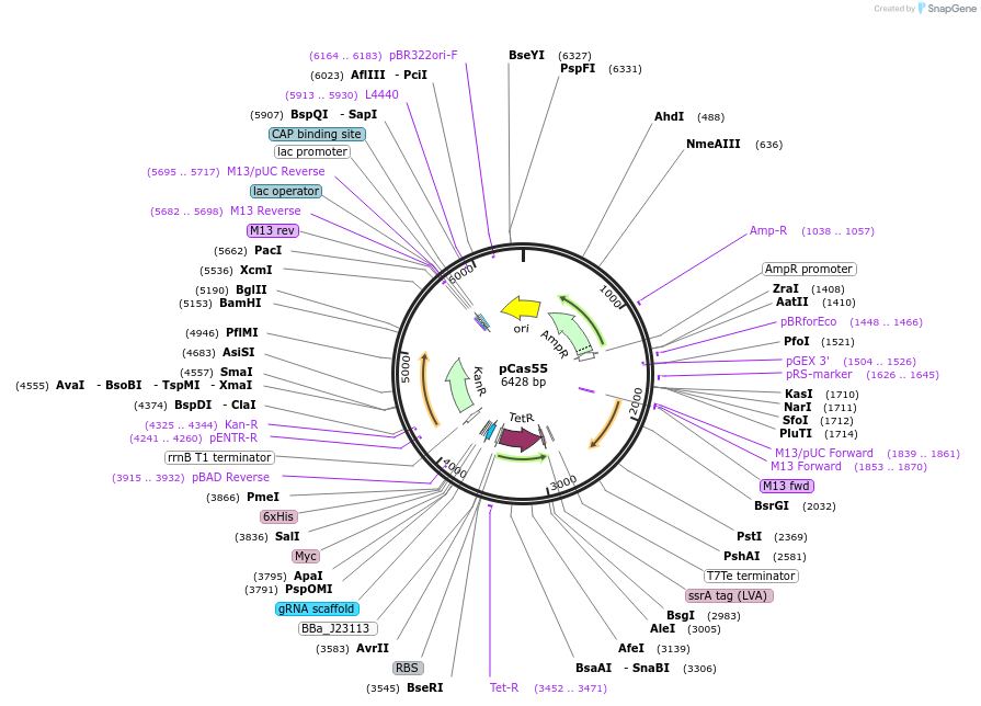 82393-plasmid-map-sequence-id-162303