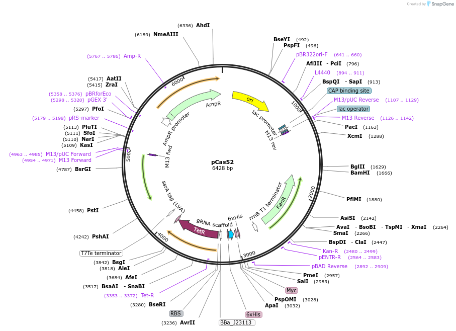 82392-plasmid-map-sequence-id-162311