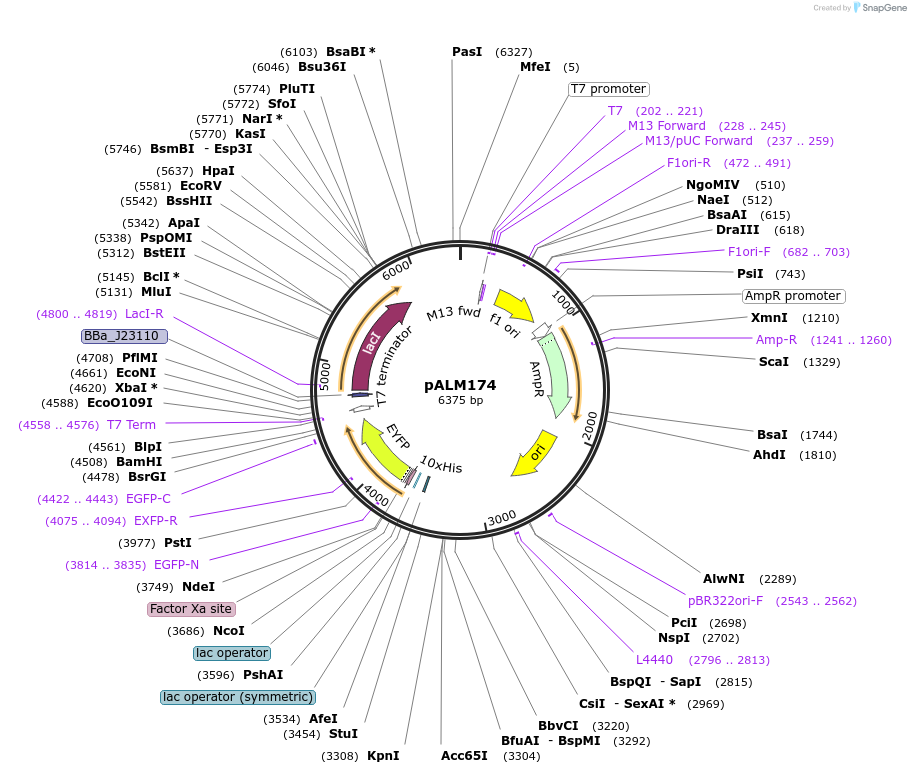 82022-plasmid-map-sequence-id-162337