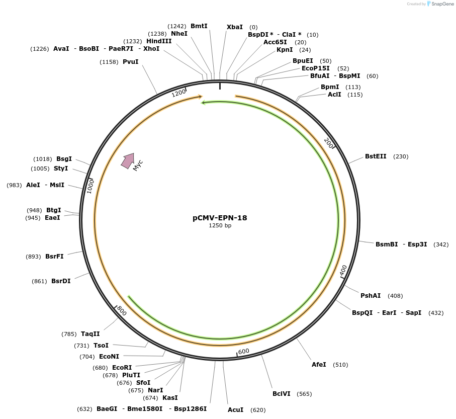 79933-plasmid-map-sequence-id-162340