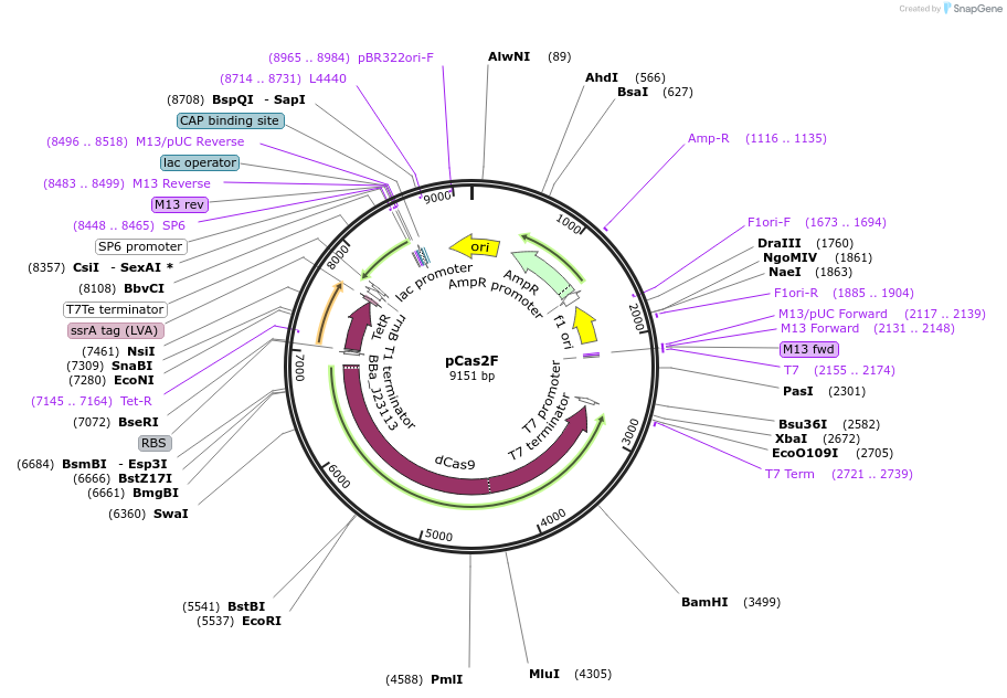 82377-plasmid-map-sequence-id-162347