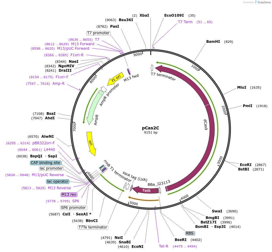 82374-plasmid-map-sequence-id-162350