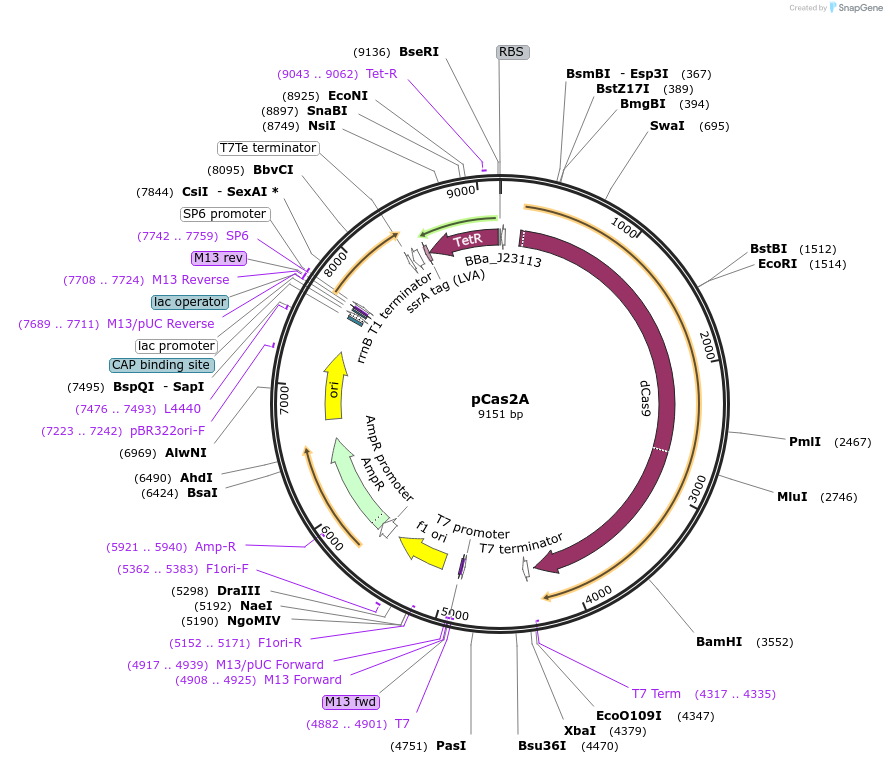 82372-plasmid-map-sequence-id-162361