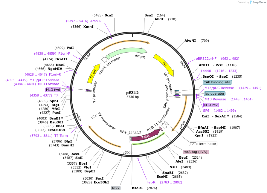 81138-plasmid-map-sequence-id-162365