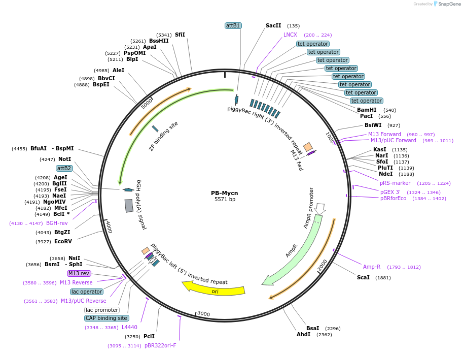 60667-plasmid-map-sequence-id-162385