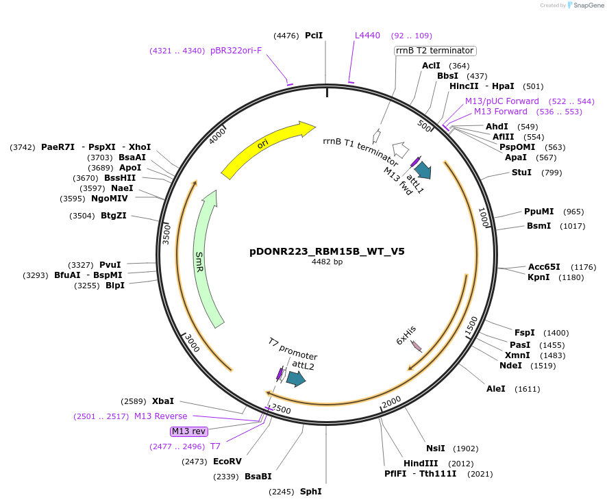 83010-plasmid-map-sequence-id-162390