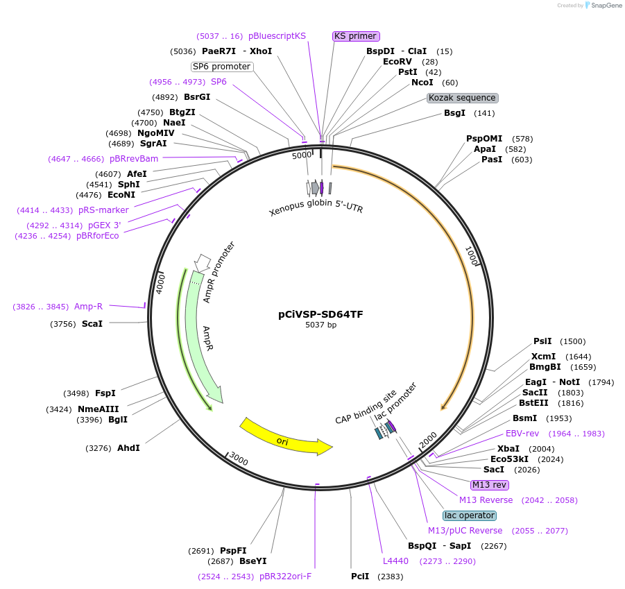 80332-plasmid-map-sequence-id-162392