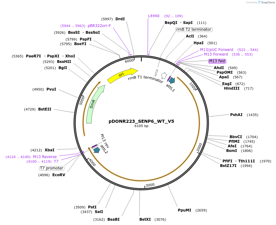 83008-plasmid-map-sequence-id-162397