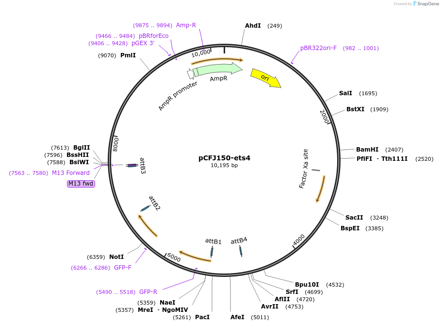 80355-plasmid-map-sequence-id-162398