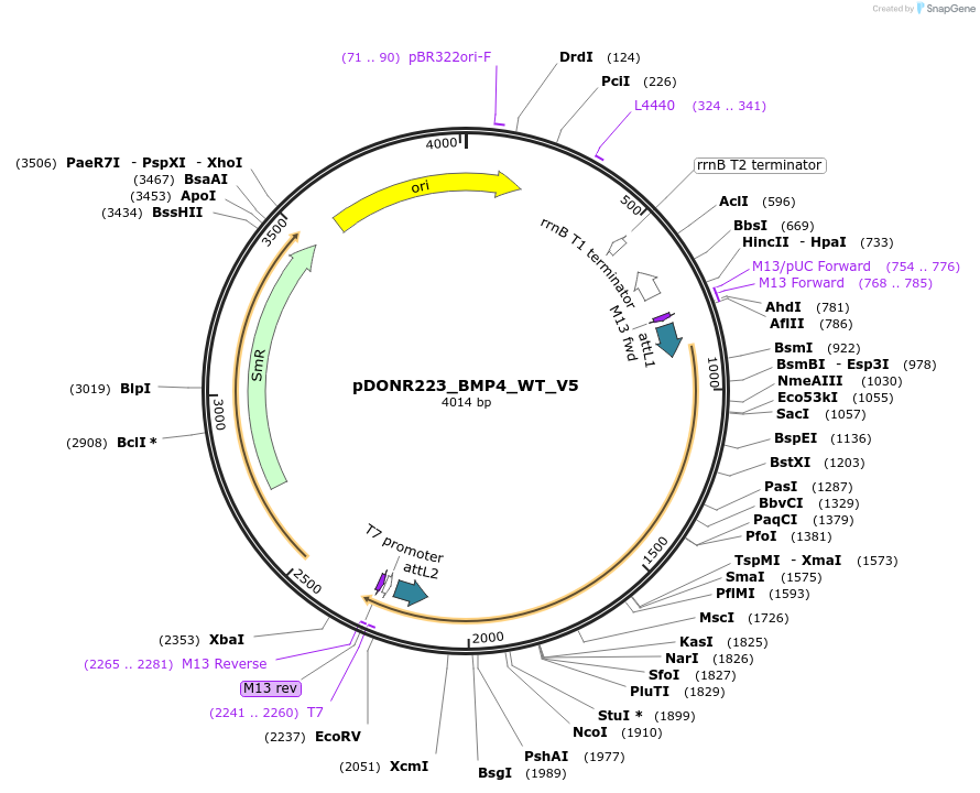 82937-plasmid-map-sequence-id-162400