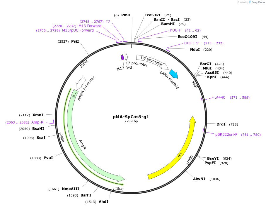 80784-plasmid-map-sequence-id-162402