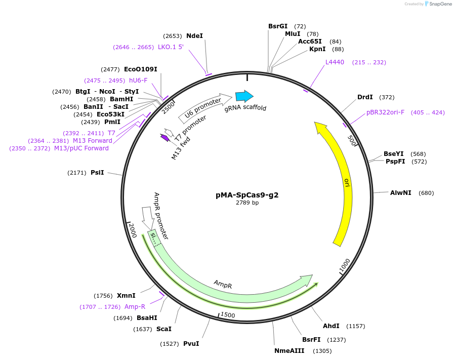 80785-plasmid-map-sequence-id-162403