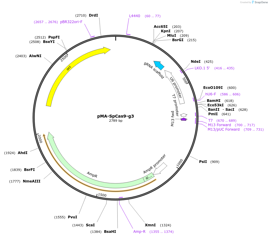 80786-plasmid-map-sequence-id-162406