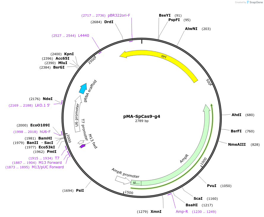 80787-plasmid-map-sequence-id-162407