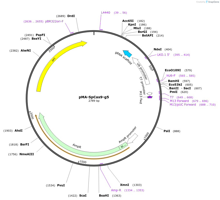 80788-plasmid-map-sequence-id-162408