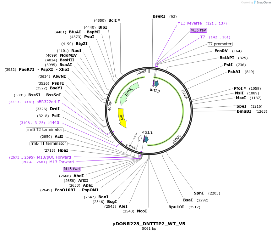 82939-plasmid-map-sequence-id-162410