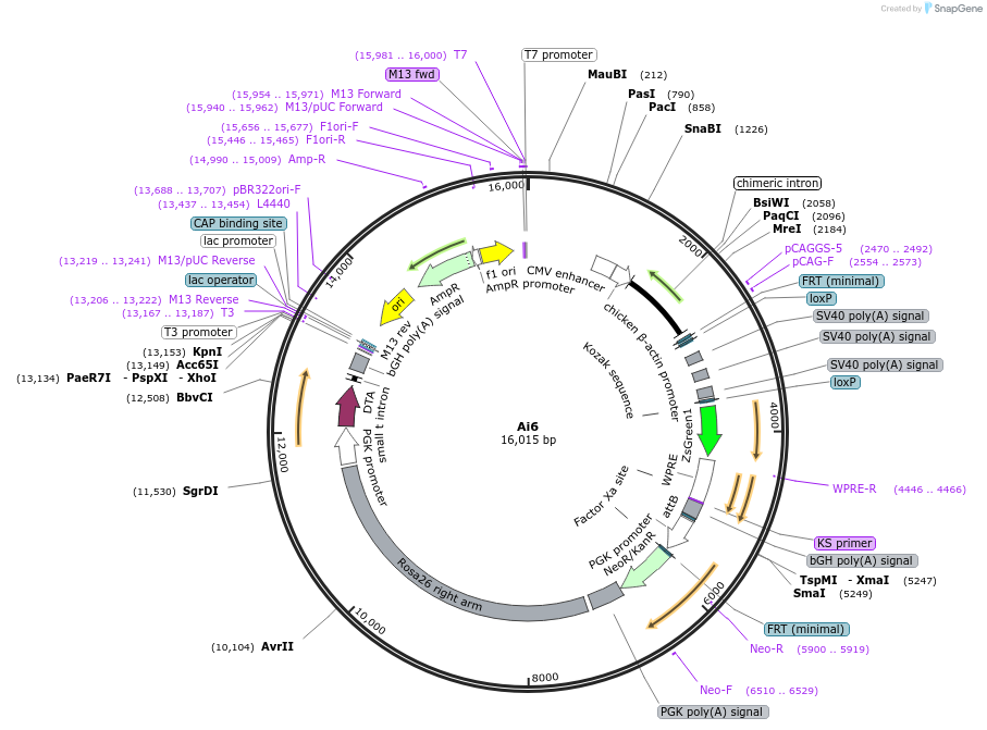 22798-plasmid-map-sequence-id-162422