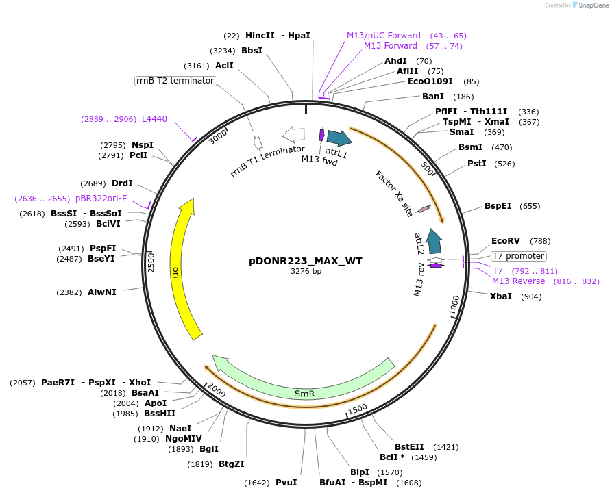 82888-plasmid-map-sequence-id-162426