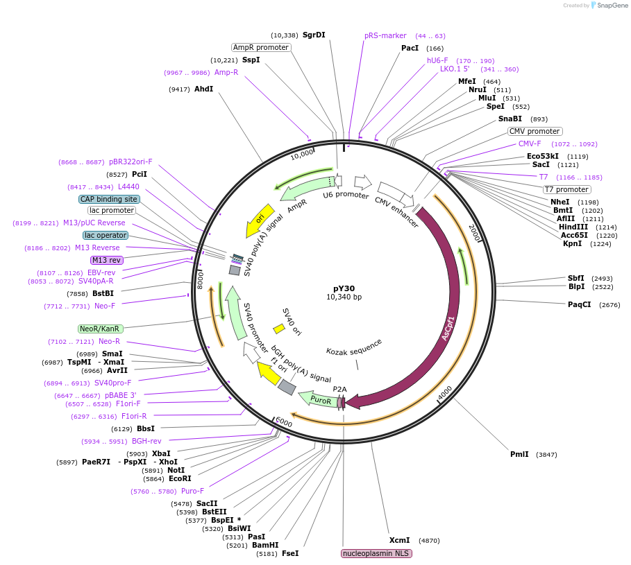 84745-plasmid-map-sequence-id-162432