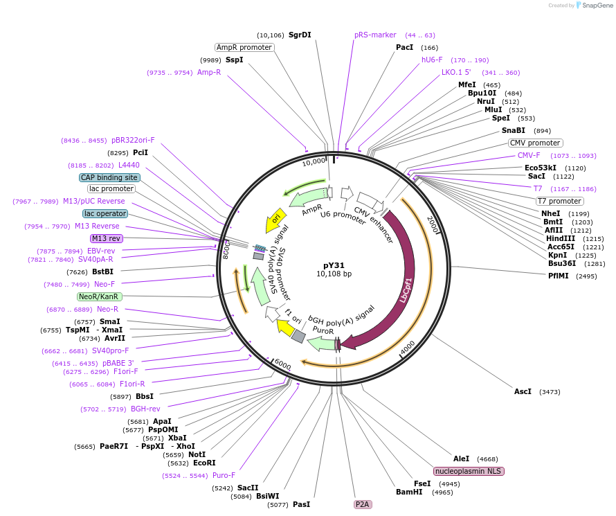 84746-plasmid-map-sequence-id-162433
