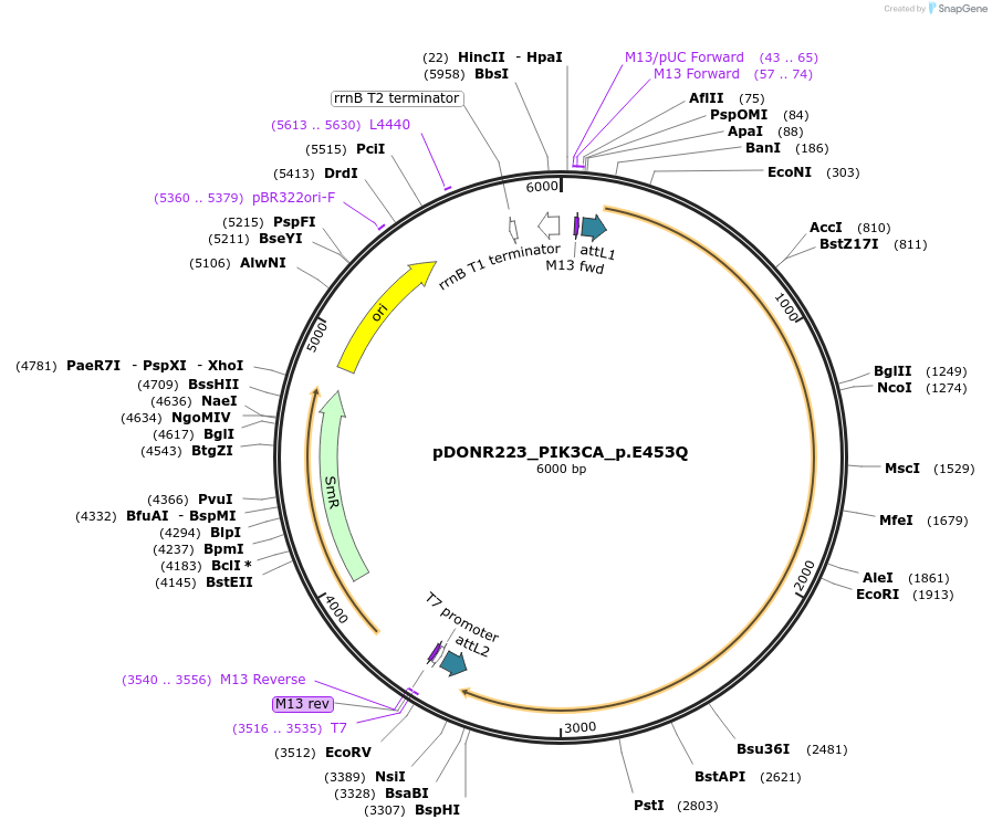 82844-plasmid-map-sequence-id-162437