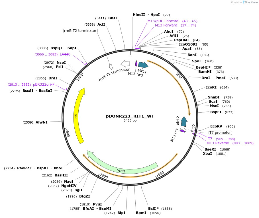 82882-plasmid-map-sequence-id-162484