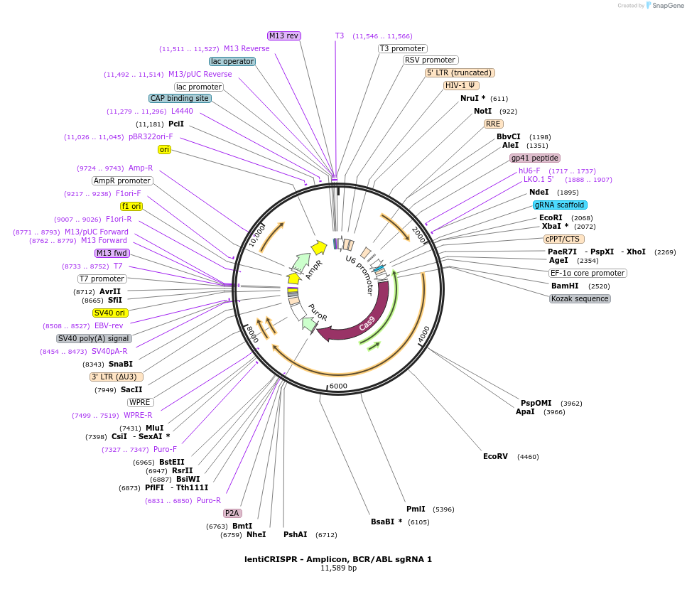 70659-plasmid-map-sequence-id-162503