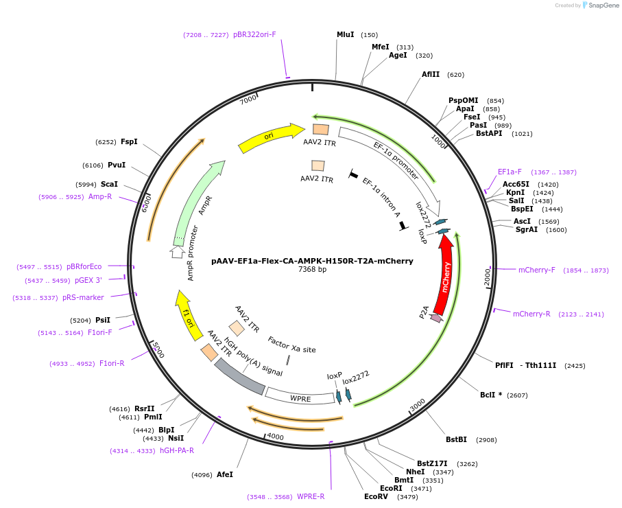 83490-plasmid-map-sequence-id-162506