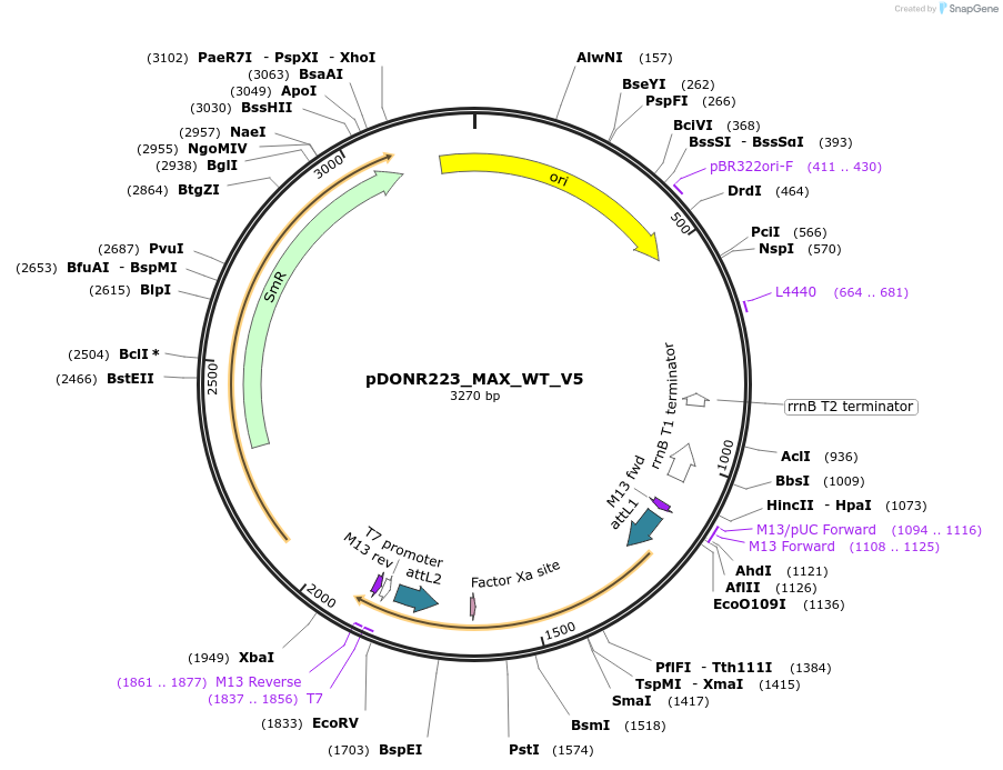 82944-plasmid-map-sequence-id-162520