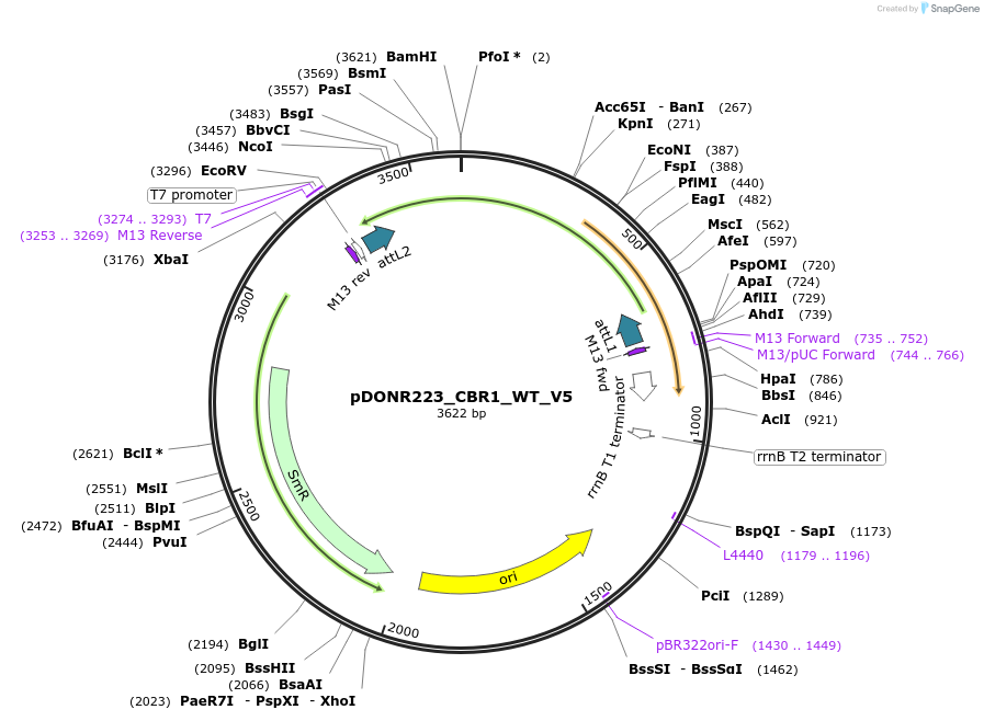 82945-plasmid-map-sequence-id-162521